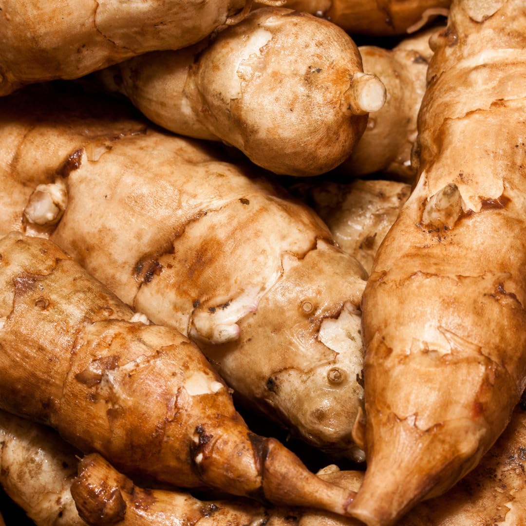 16oz Jerusalem Artichoke Bulbs for Planting, Hardy Perennial Sunchoke Tubers, Home Garden Growing