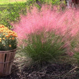 2 Ornamental Grass Plants - Muhly Grasses Live Plants Perennial - 5-9 Inc Tall - Live Grass Seedlings Indoor Outdoor (Pink Muhly Grass)
