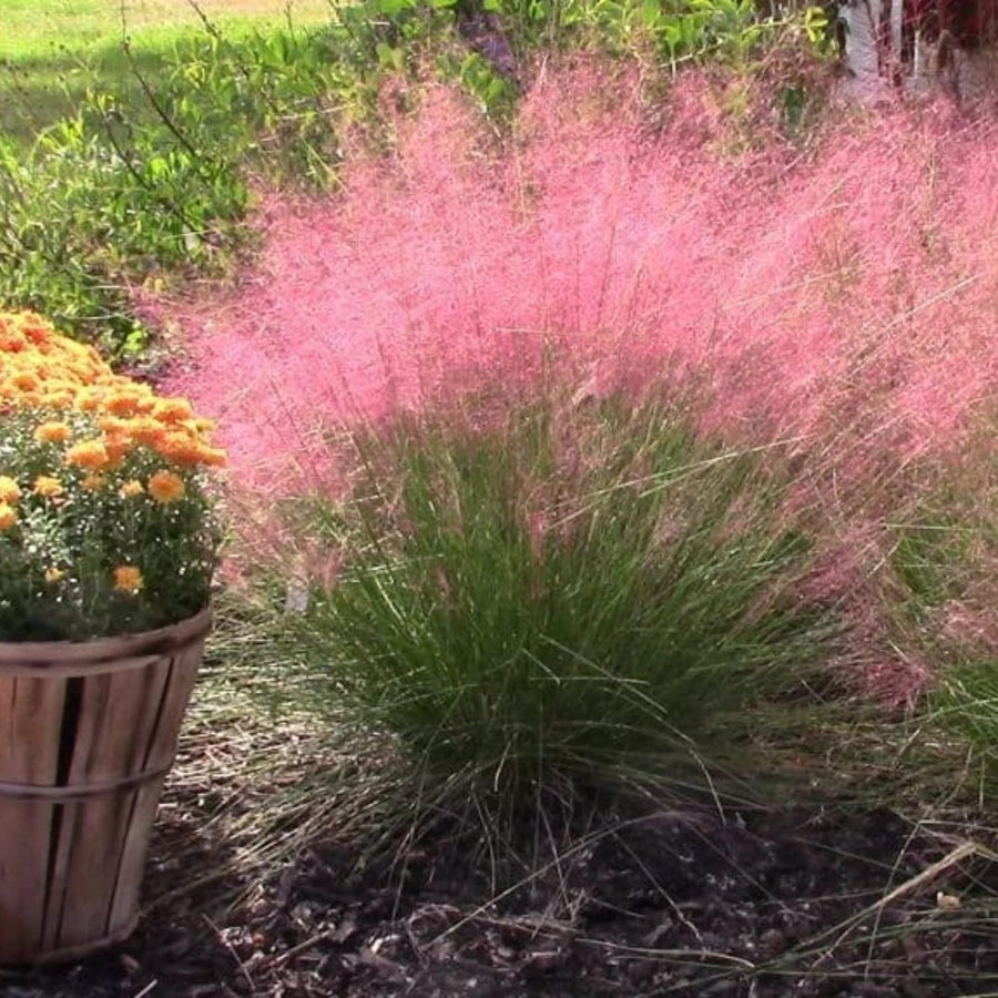 2 Ornamental Grass Plants - Muhly Grasses Live Plants Perennial - 5-9 Inc Tall - Live Grass Seedlings Indoor Outdoor (Pink Muhly Grass)