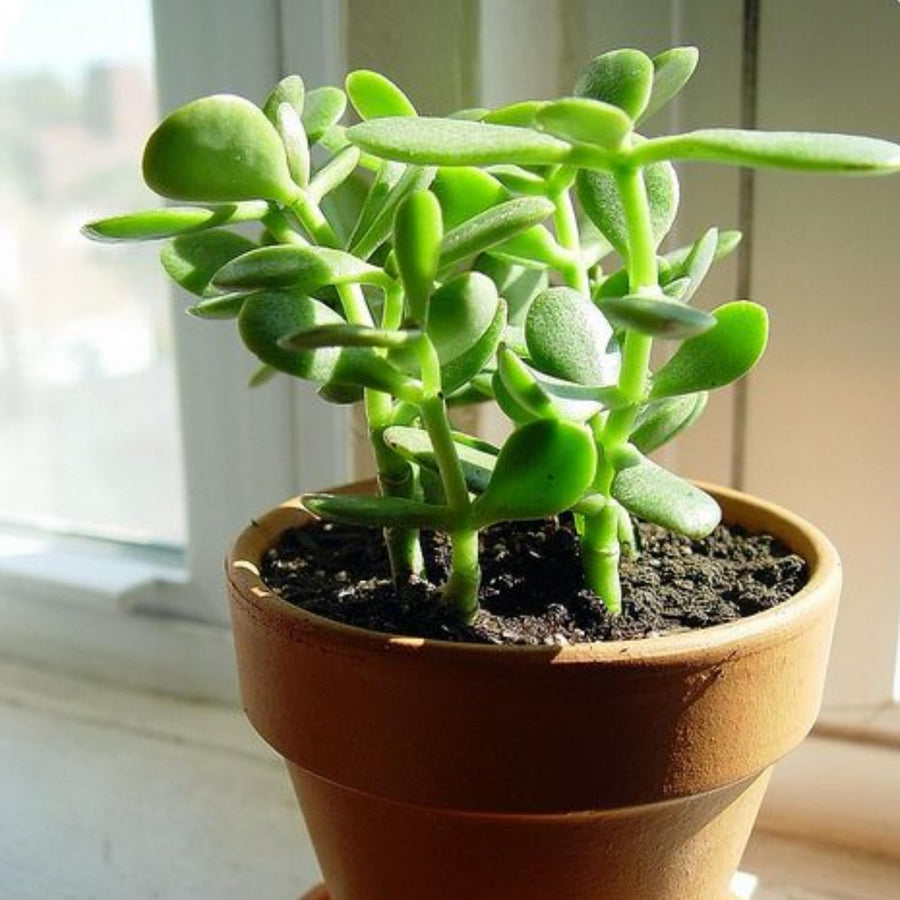 Jade Succulent Live Plant, Rare Succulent Plant in 2 Inches Pot, Ready to Grow House Plant