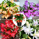 2 Christmas Cactus Plants Live, Holiday Blooming Indoor Plants Live Houseplants, Hanging Baskets Easy Care, Well-Rooted 5-8" Tall, No Pot, Bareroots, Single Stems (Purple Christmas Cactus)
