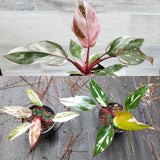 Philodendron Plant, Rare Tropical Variegated Live Indoor Houseplant, 5-8" Tall, No Pot (Pink Philodendron Plant)