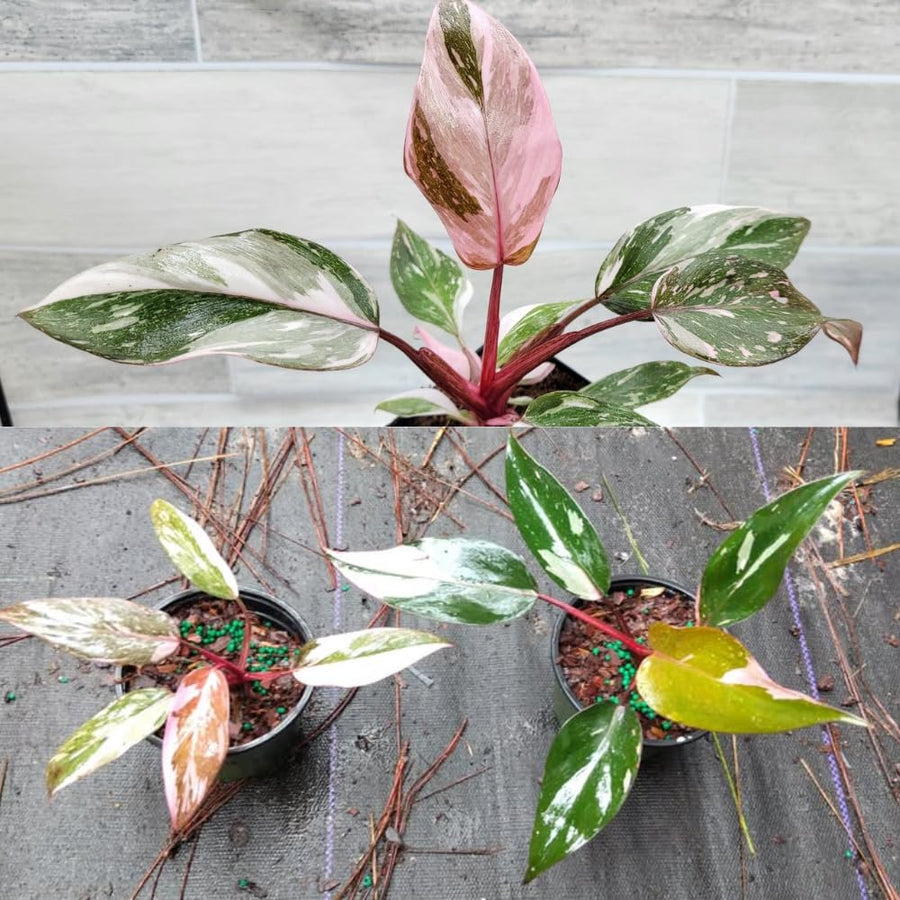 Philodendron Plant, Rare Tropical Variegated Live Indoor Houseplant, 5-8" Tall, No Pot (Pink Philodendron Plant)
