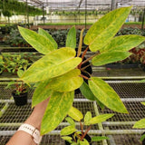 Set of 2 Live Green Yellow Philodendron Plants in 4 Inch Pots, Tropical Indoor Houseplants with Variegated Foliage, Ready to Grow