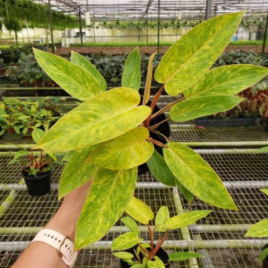 Set of 2 Live Green Yellow Philodendron Plants in 4 Inch Pots, Tropical Indoor Houseplants with Variegated Foliage, Ready to Grow