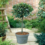 Sweet Bay Leaf Plant Live Tree, 8-11" in Tall, Well-Rooted, Bay Laurel Laurus Nobilis Plant for Outdoor Indoor Planting Herb