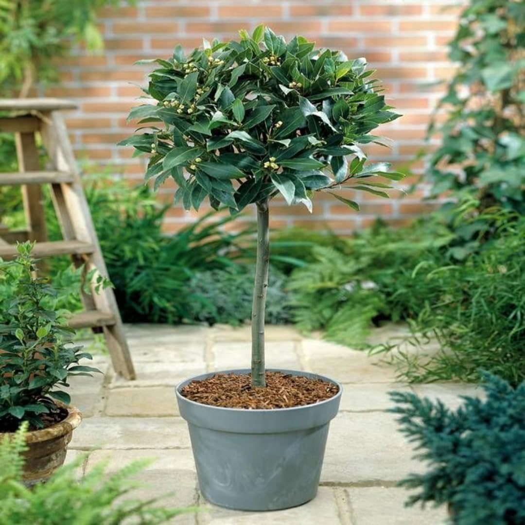 Sweet Bay Leaf Plant Live Tree, 8-11" in Tall, Well-Rooted, Bay Laurel Laurus Nobilis Plant for Outdoor Indoor Planting Herb