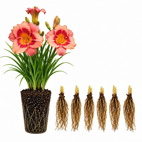 10 Strawberry Daylily Roots, Hardy Perennial Flower for Garden Beds and Borders Planting, Easy Care, Ready to Grow