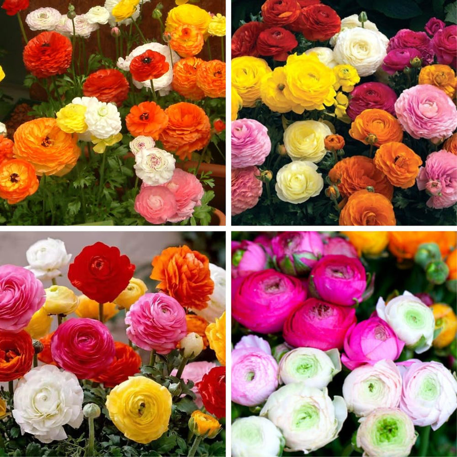 Ranunculus Bulbs, 25 Ranunculus Bulbs, French Peony Style Buttercup Corms, Spring Blooming Garden Flowers, Vibrant Flower Plant (Mix Ranunculus)