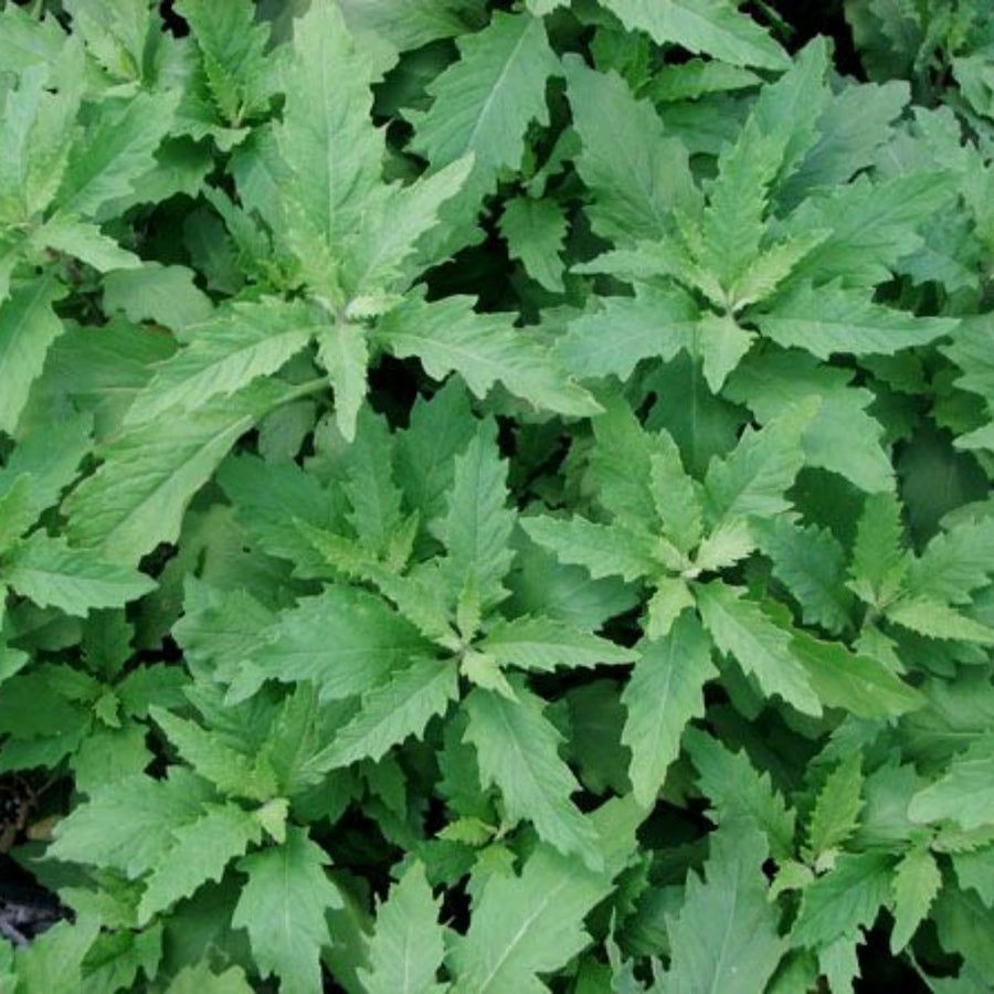 Epazote Live Herb Plant 4″ Pot, Well Rooted Epazote Plants, Fragrant Herb for Garden or Container Planting