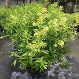 Night Blooming Jasmine Plant, Live Jasmine Flower Plant Indoor Well Rooted, Outdoor Garden Planting 8-10 Inches