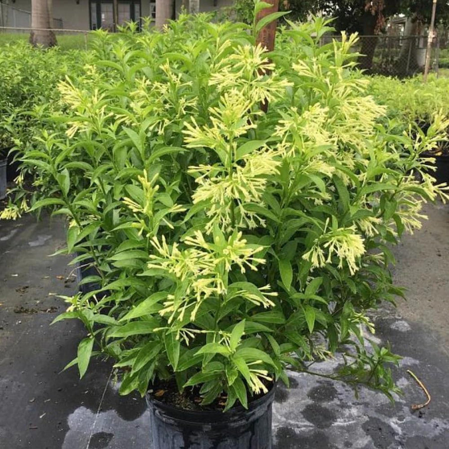 Night Blooming Jasmine Plant, Live Jasmine Flower Plant Indoor Well Rooted, Outdoor Garden Planting 8-10 Inches