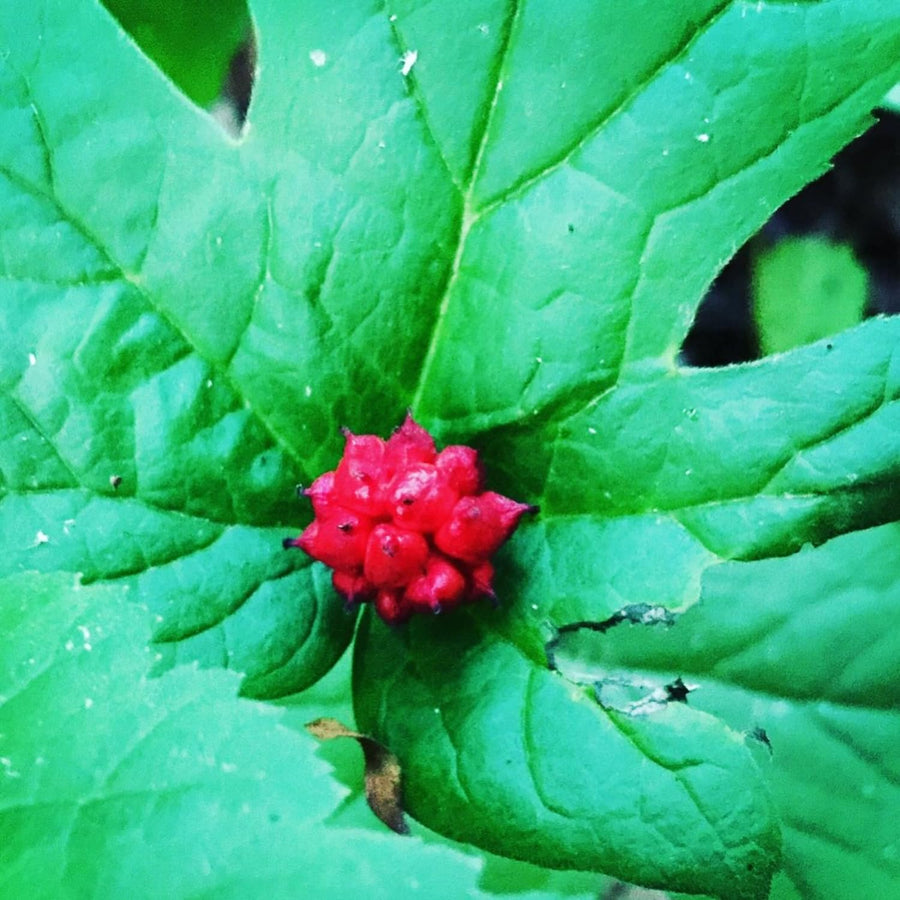 Set of 5 Goldenseal Roots Live Plants, Bare Root Golden Seal for Outdoor Growing