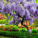 2 Purple Wisteria Trees Live Plant, Purple Wisteria Plant Live 6-12 Inch Tall, Wisteria Vine Live Plant, Fragrant Flowers, in Pots