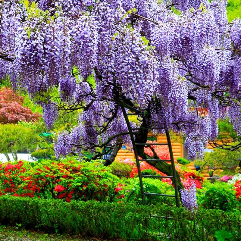 2 Purple Wisteria Trees Live Plant, Purple Wisteria Plant Live 6-12 Inch Tall, Wisteria Vine Live Plant, Fragrant Flowers, in Pots