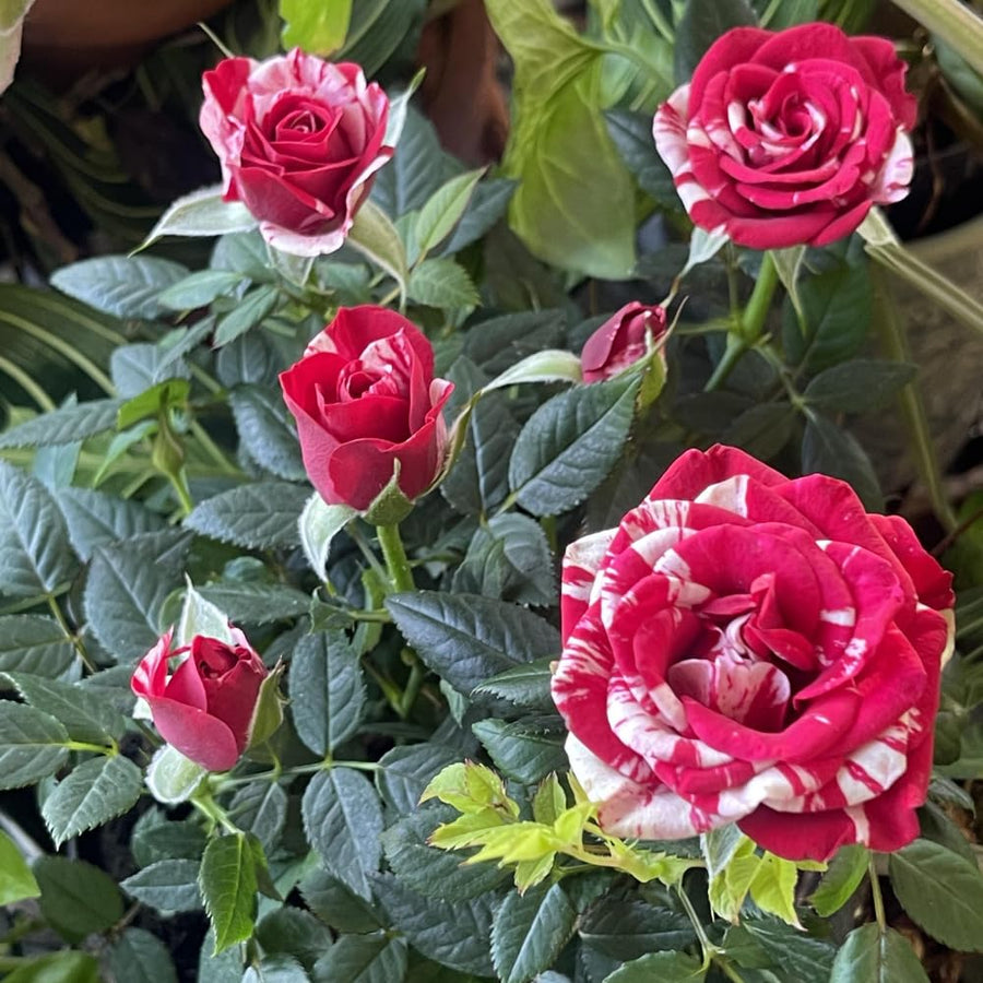 Miniature Rose Plant, Live 3” Potted Rose, Compact, Colorful Flowering Rose Bush for Indoor Outdoor Gardens (Red Pink)