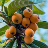 Loquat Tree Live Plant, Well Rooted Tropical Loquat 8-10″ Tall, Outdoor Garden Growing, Ready to Grow