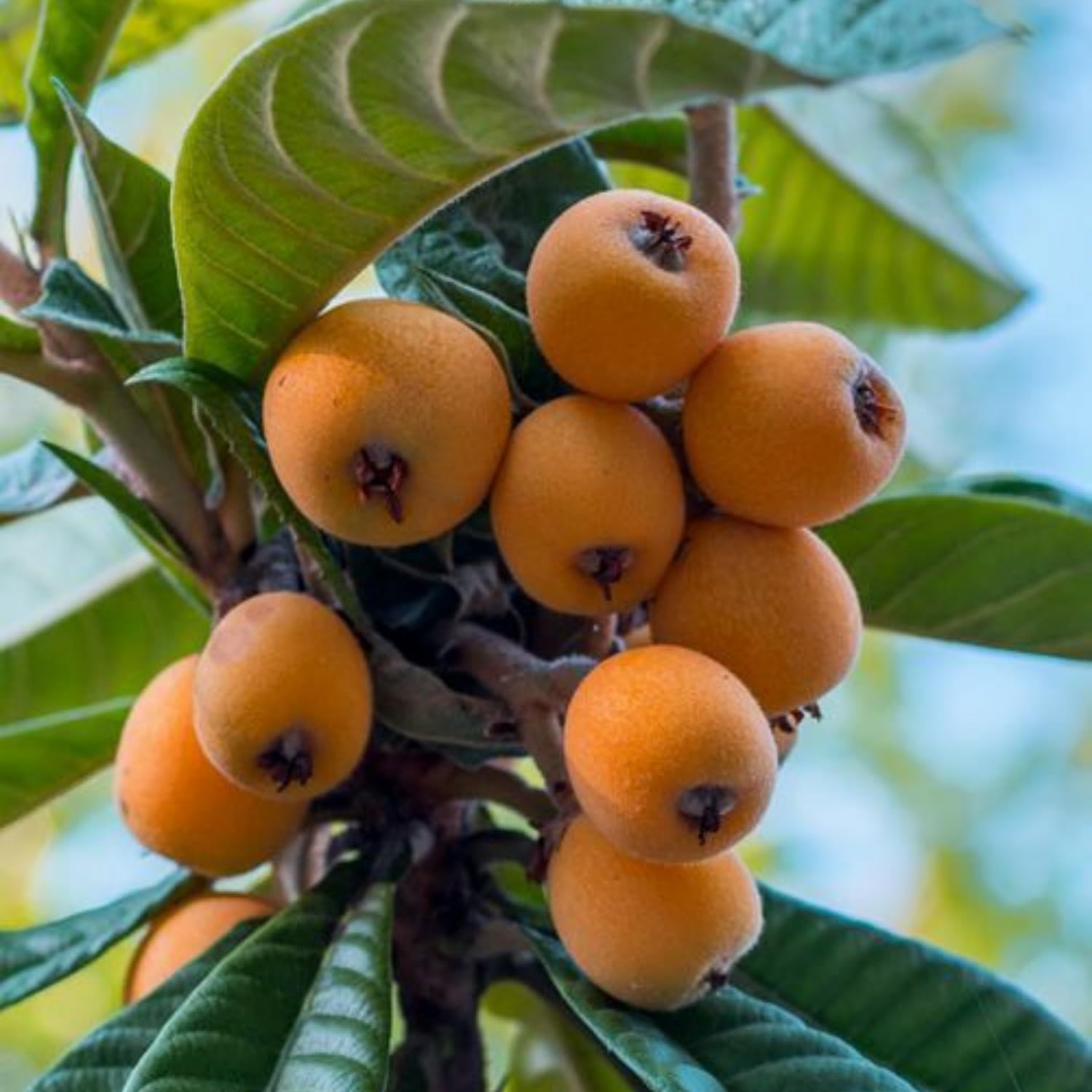 Loquat Tree Live Plant, Well Rooted Tropical Loquat 8-10″ Tall, Outdoor Garden Growing, Ready to Grow