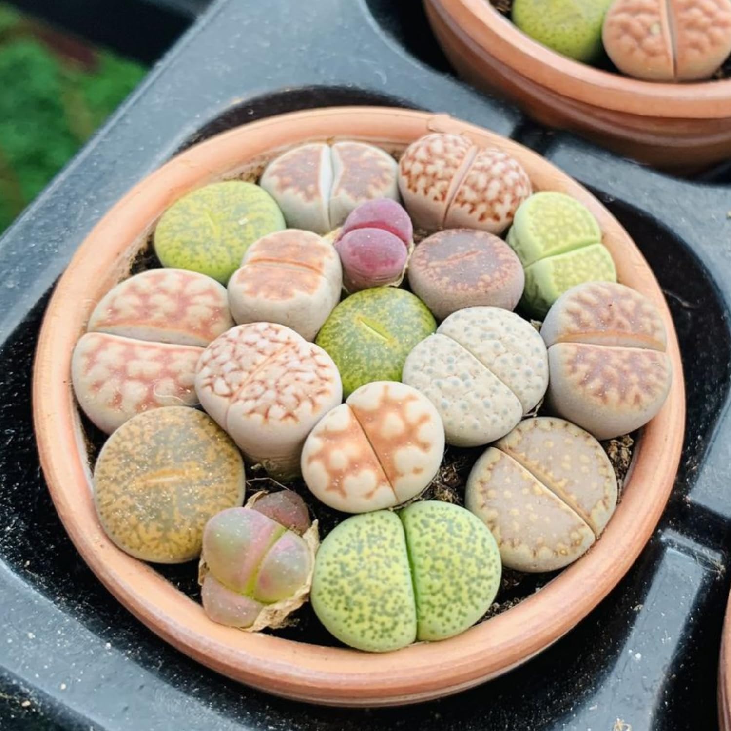30 Assorted Lithops Live Plants, Large Lithops Living Stones Succulent Plant for Planting, Live Lithop Plants, Mix Colorful Succulents Bare Root Without Pot and Soil