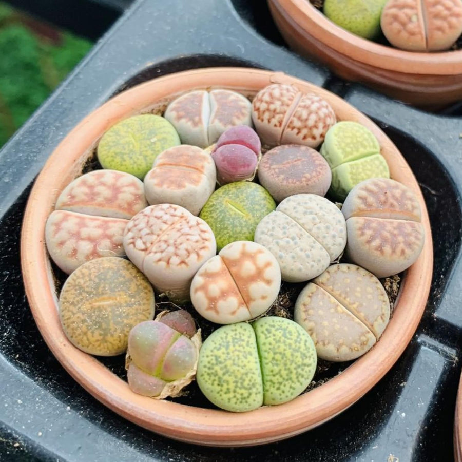 30 Assorted Lithops Live Plants, Large Lithops Living Stones Succulent Plant for Planting, Live Lithop Plants, Mix Colorful Succulents Bare Root Without Pot and Soil