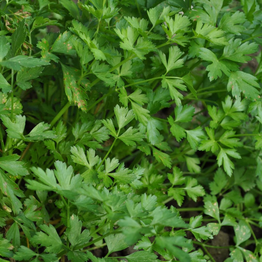 Pack 500 Parsley Seeds for Planting, Culinary Herb Seeds, Suitable for Indoor or Outdoor Growing