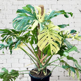 2 Monstera Thai Constellation Philodendron Live Plant 5-9" Tall, Rare Tropical Indoor Houseplant Home Garden