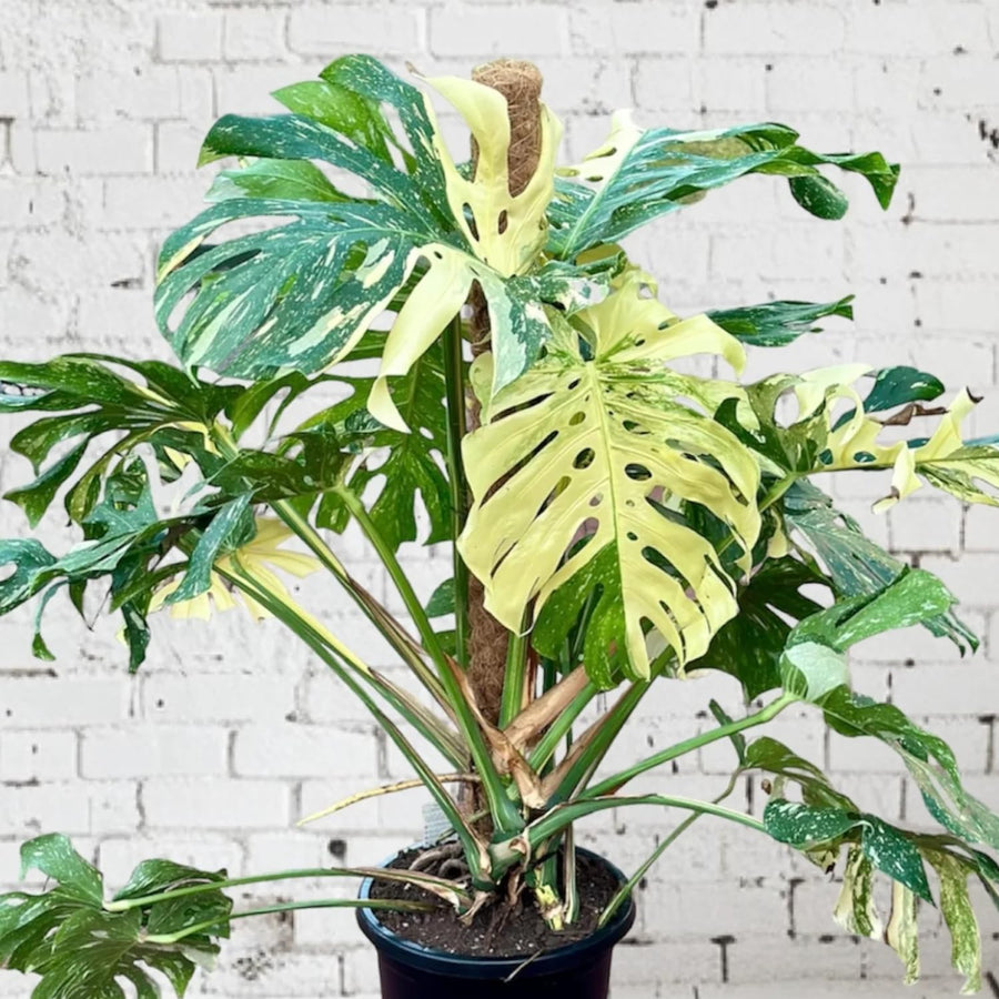 2 Monstera Thai Constellation Philodendron Live Plant 5-9" Tall, Rare Tropical Indoor Houseplant Home Garden