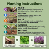 Eastern Redbud Live Plant in Quart Pot, Pink Purple Flowering Tree, Ornamental Redbud Tree for Outdoor Garden