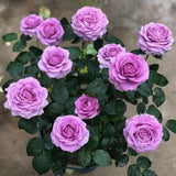 Purple Mini Rose Plant Live, Miniature Rose Bush in 3" Pot, Indoor Outdoor Flowering Plant, Compact Live Rose for Gifts and Gardens
