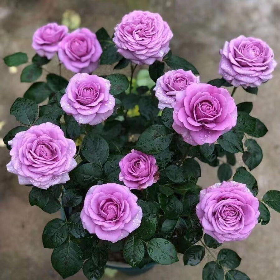 Purple Mini Rose Plant Live, Miniature Rose Bush in 3" Pot, Indoor Outdoor Flowering Plant, Compact Live Rose for Gifts and Gardens