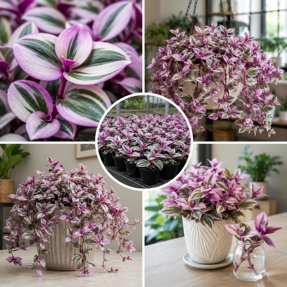 Nanouk Wandering Jew Live Plant, 4-7" Tall in Pot, Wandering Jew Plant Live, Vibrant Pink and Green Leaves, Decorative Foliage Houseplant