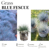 2 Blue Fescue Grass Live Plant in 4" Pot, Oranmental Grass for Home Decor Indoor Outdoor