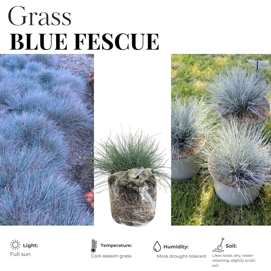 2 Blue Fescue Grass Live Plant in 4" Pot, Oranmental Grass for Home Decor Indoor Outdoor