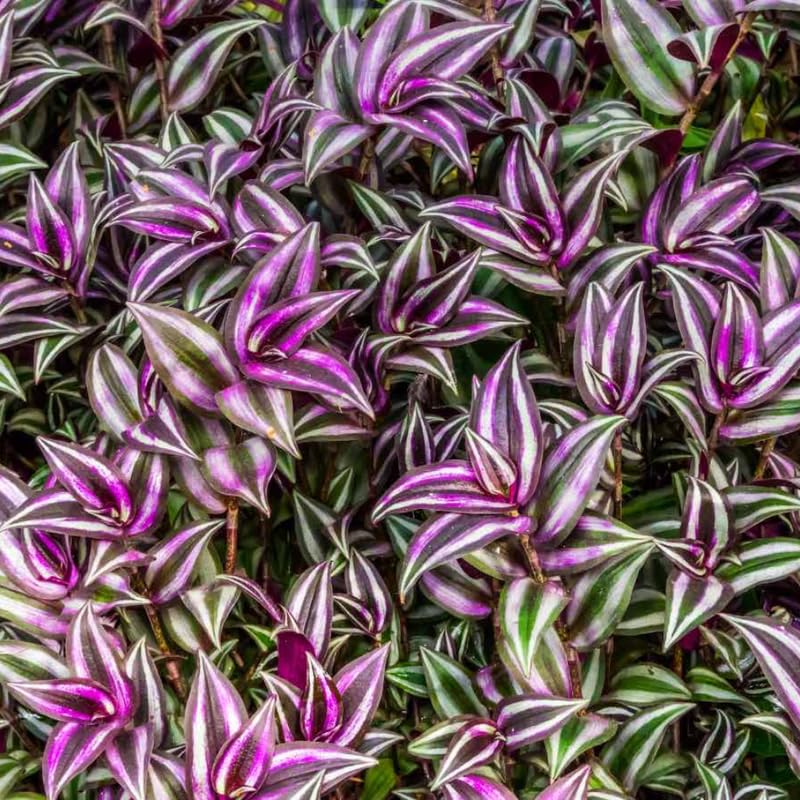 Wandering Jew Live Plant, Purple Tradescantia Zebrina Succulent Plant Live for Growing Hanging Basket Plant, 4 Inc Pot