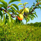 2 Plum Plants Live for Planting 12-18 Inch Tall, American Plum Tree Live Plant, Plum Tree Plant Live to Grow Outdoors, Dormant Bareroots