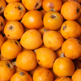 Loquat Tree Live Plant, Well Rooted Tropical Loquat 8-10″ Tall, Outdoor Garden Growing, Ready to Grow