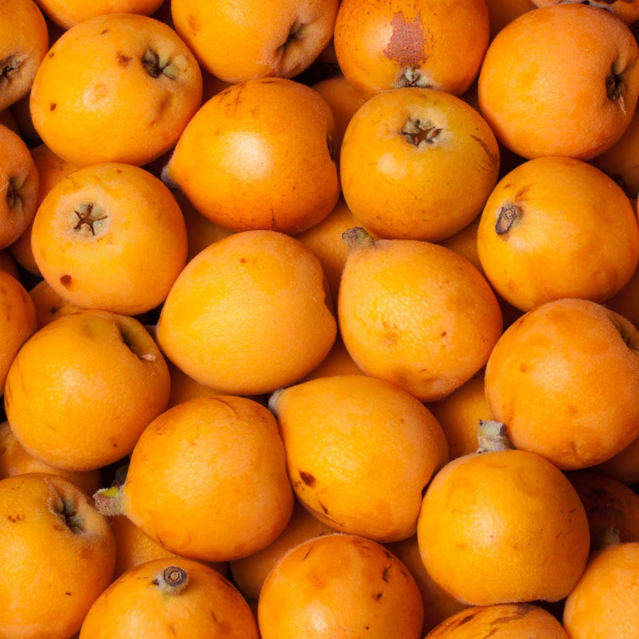 Loquat Tree Live Plant, Well Rooted Tropical Loquat 8-10″ Tall, Outdoor Garden Growing, Ready to Grow