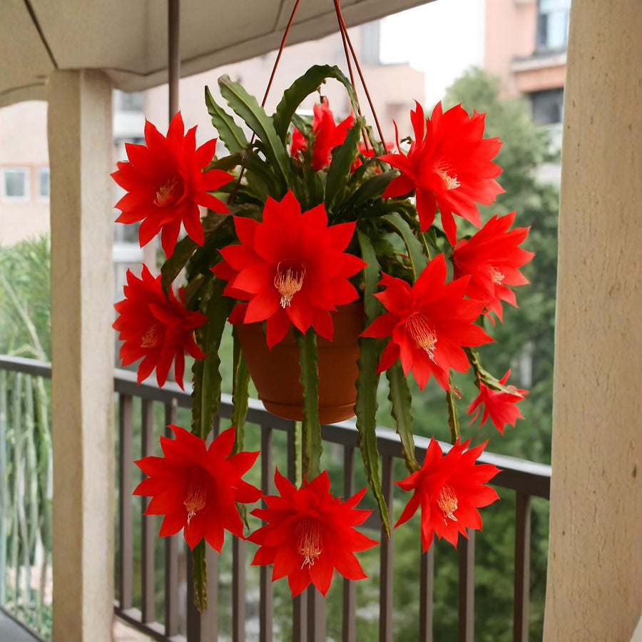 Orchid Cactus Plants in 4'' Pot, Epiphyllum Orchid Cactus Well Rooted 8-12'' Tall, Easy-Care Tropical Houseplant (Red Bloom)