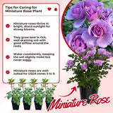 Mini Rose Bush, Miniature Rose Flowers in 3'' Pot, Compact Flowering Rose for Indoor Outdoor Gardens and Containers