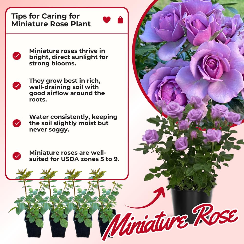 Mini Rose Bush, Miniature Rose Flowers in 3'' Pot, Compact Flowering Rose for Indoor Outdoor Gardens and Containers