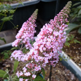 2 Pink Butterfly Bush Shrubs, Butterfly Bush Live Plants Trees Shrub for Planting Outdoor Indoor Garden