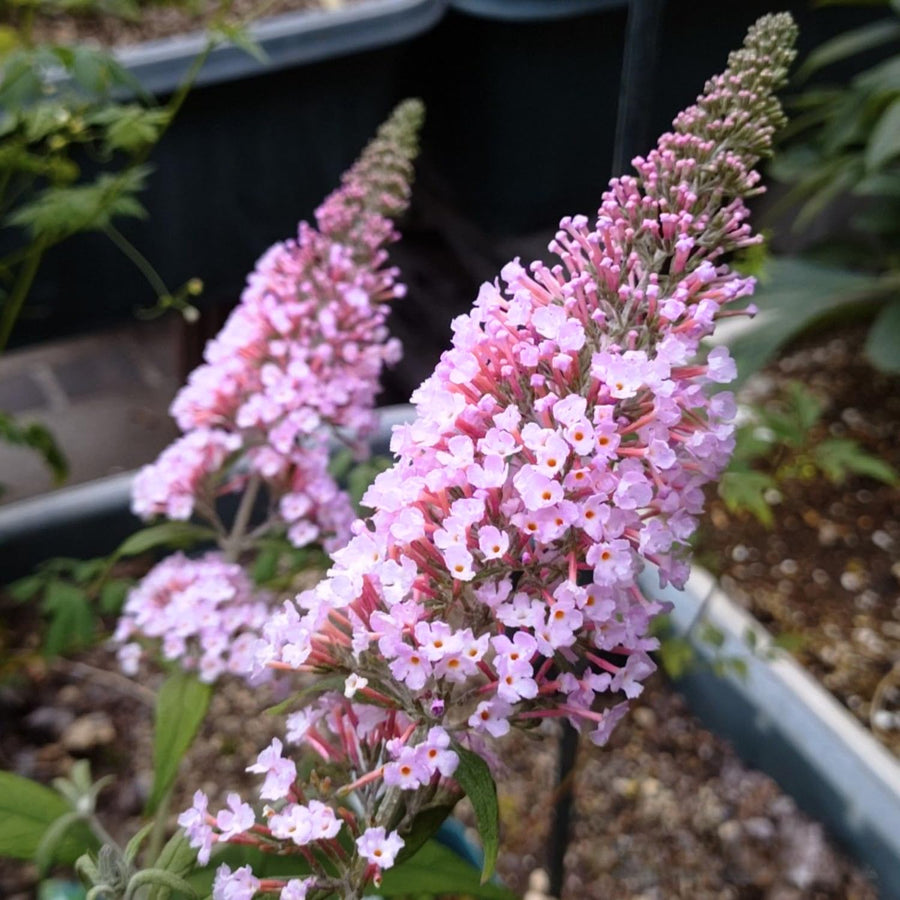 2 Pink Butterfly Bush Shrubs, Butterfly Bush Live Plants Trees Shrub for Planting Outdoor Indoor Garden