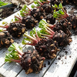 (Large Size) 5 Rhubarb Crowns for Planting, High Yield Rhubarb Plants Live Roots, Cold Hardy, Zones 2-8, Cold Hardy