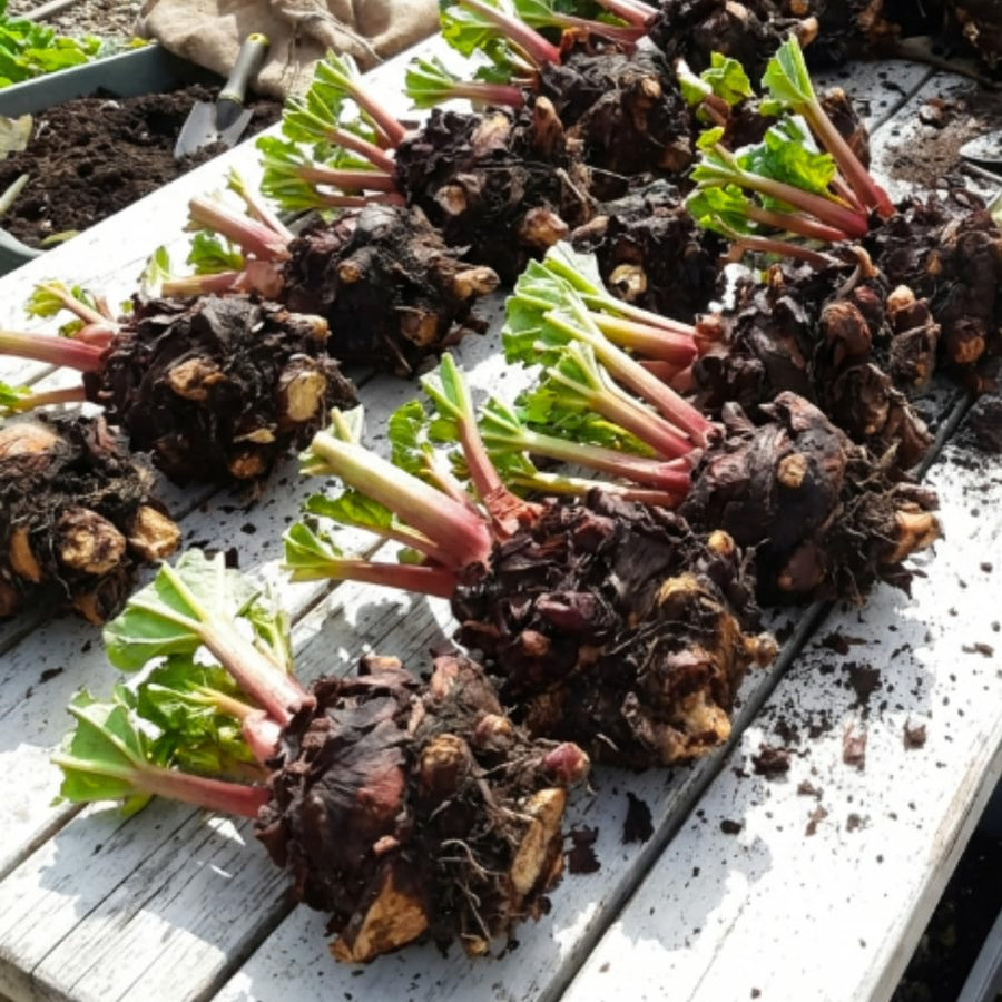 (Large Size) 5 Rhubarb Crowns for Planting, High Yield Rhubarb Plants Live Roots, Cold Hardy, Zones 2-8, Cold Hardy