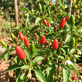 Set 200 Pequin Chili Pepper Seeds, Hot Pepper Seeds for Planting, Heirloom Pequin Peppers Plant for Indoor Outdoor Planting