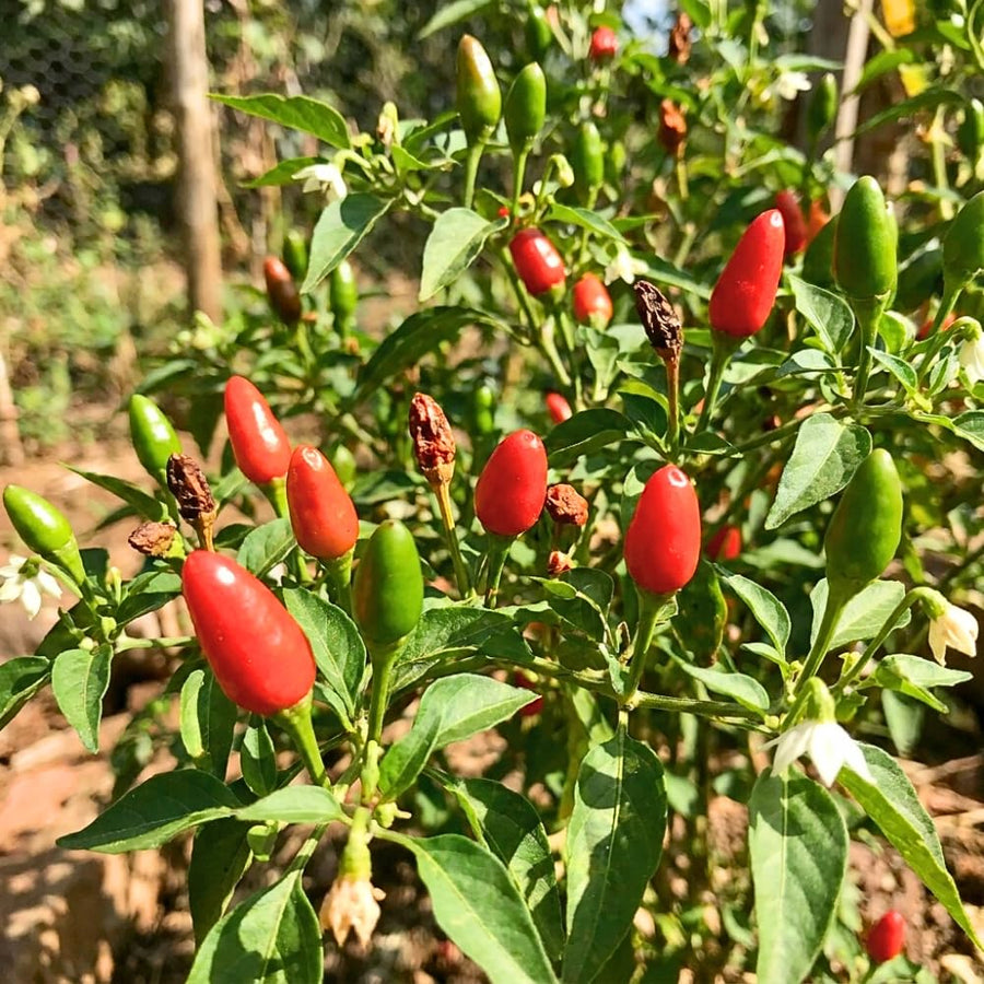 Set 200 Pequin Chili Pepper Seeds, Hot Pepper Seeds for Planting, Heirloom Pequin Peppers Plant for Indoor Outdoor Planting