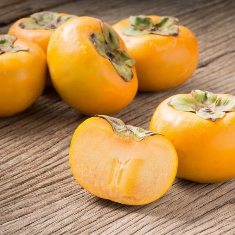 3 Cold Hardy Persimmon Trees Live Plants, 6-13" in Tall, American Persimmon Fruit Tree, Bare Root to CA, Dormant in Winter