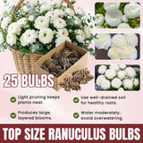 Ranunculus Bulbs, 25 Ranunculus Bulbs, French Peony Style Buttercup Corms, Spring Blooming Garden Flowers, Vibrant Flower Plant (White Ranunculus)