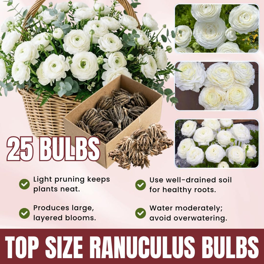 Ranunculus Bulbs, 25 Ranunculus Bulbs, French Peony Style Buttercup Corms, Spring Blooming Garden Flowers, Vibrant Flower Plant (White Ranunculus)