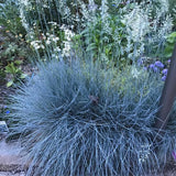 2 Oranmental Blue Fescue Grass Live Plants, Perennial Growing, Grass Live Plant in 4" Pot, Outdoor Gardening Decor, Fast-Growing